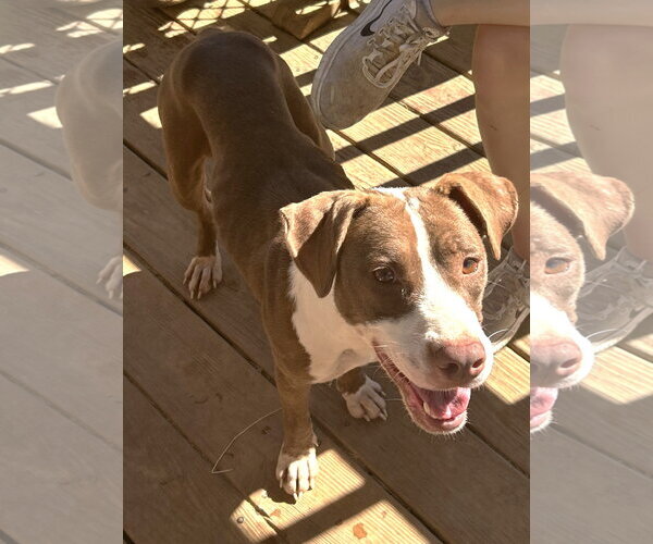 Medium Photo #1 American Pit Bull Terrier-Unknown Mix Puppy For Sale in Wetumpka, AL, USA
