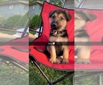 Puppy 5 German Shepherd Dog