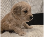 Puppy Black Collar Golden Retriever