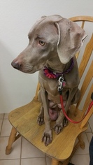 Mother of the Weimaraner puppies born on 12/06/2016