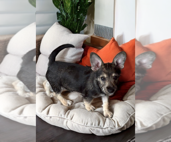 Medium Photo #1 Mutt Puppy For Sale in The Woodlands, TX, USA