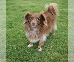 Chiweenie Dogs for adoption in Texarkana, TX, USA