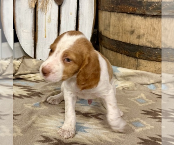 Medium Photo #3 Brittany Puppy For Sale in ORRUM, NC, USA