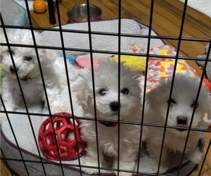 Bichon Frise Puppy for sale in Spindale, NC, USA