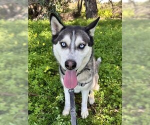 Siberian Husky Dogs for adoption in Chula Vista, CA, USA