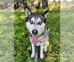 Small Photo #1  Puppy For Sale in , 