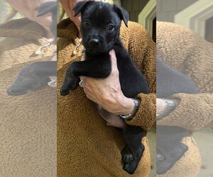 Labrador Retriever-Unknown Mix Dogs for adoption in Clarkston, MI, USA