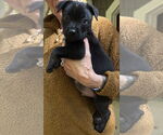 Small Labrador Retriever Mix