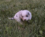 Puppy Male 5 Texas Heeler
