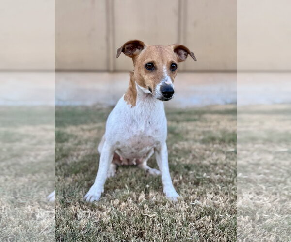 Medium Photo #2 Jack Russell Terrier-Unknown Mix Puppy For Sale in PIPE CREEK, TX, USA