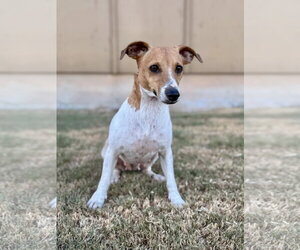 Hannah - Female Jack Russell Terrier-Unknown Mix Dog for Adoption - Photo #2