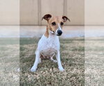 Small Photo #2 Jack Russell Terrier-Unknown Mix Puppy For Sale in PIPE CREEK, TX, USA