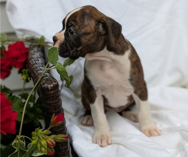 Medium Photo #48 Boxer Puppy For Sale in GOSHEN, IN, USA