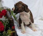 Small #3 Boxer