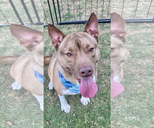 American Pit Bull Terrier-Huskies  Mix Dogs for adoption in Munford, TN, USA