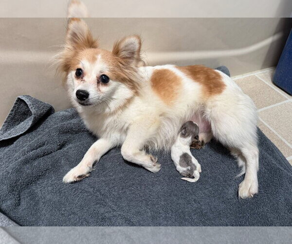 Medium Photo #4 Chiranian Puppy For Sale in Grafton, WI, USA