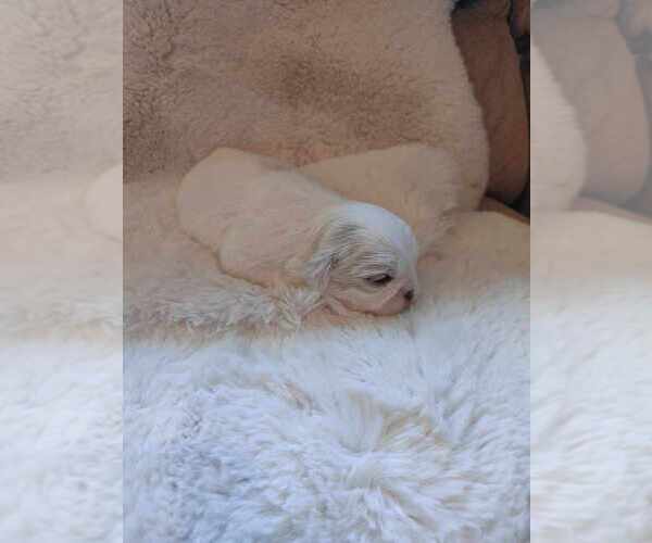 Medium Photo #1 Shih Tzu Puppy For Sale in CANBY, OR, USA