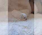 Small Photo #1 Shih Tzu Puppy For Sale in CANBY, OR, USA