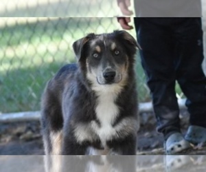 Australian Shepherd Puppy for sale in SAINT JOSEPH, MO, USA