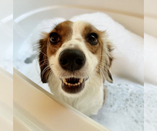 Medium Photo #3 Dachshund-Unknown Mix Puppy For Sale in Raleigh, NC, USA