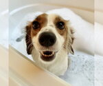 Small #2 Dachshund Mix