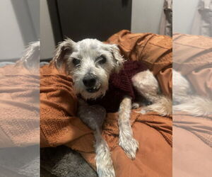 Gimpy - Male Poodle (Miniature)-Unknown Mix Dog for Adoption - Photo #2