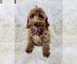 Small Photo #3 Cockapoo-Poodle (Miniature) Mix Puppy For Sale in ROANOKE, IL, USA