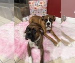 Small #10 Boxer