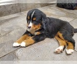 Small Photo #6 Bernese Mountain Dog Puppy For Sale in LEETONIA, OH, USA