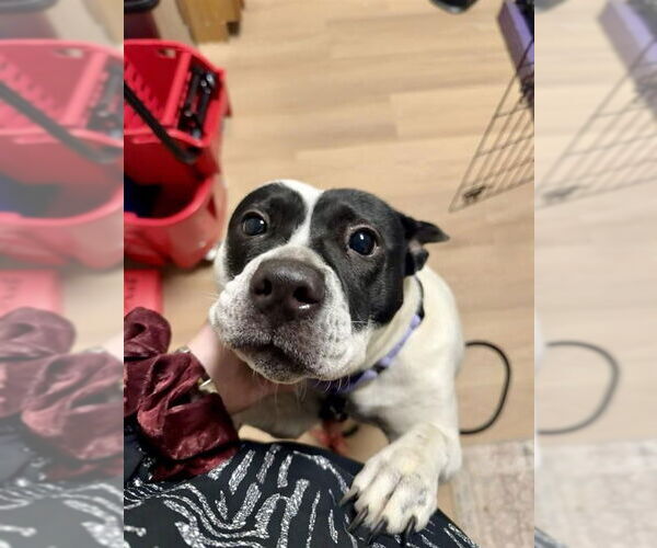 Medium Photo #2 Mutt Puppy For Sale in Gloversville, NY, USA