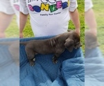 Small Photo #8 Great Dane Puppy For Sale in FARMERSVILLE, TX, USA