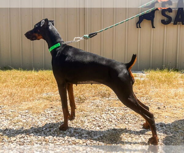 Medium Photo #2 Doberman Pinscher Puppy For Sale in Devine, TX, USA
