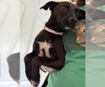 Small #3 Chihuahua Mix