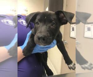 Gerberian Shepsky Dogs for adoption in Conroe, TX, USA