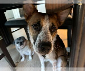 Mutt Dogs for adoption in Sandy, UT, USA
