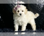 Small Photo #82 Maltipoo Puppy For Sale in WARSAW, IN, USA