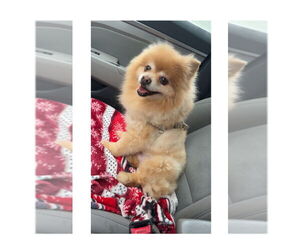 Pomeranian Dogs for adoption in Mooresville, NC, USA