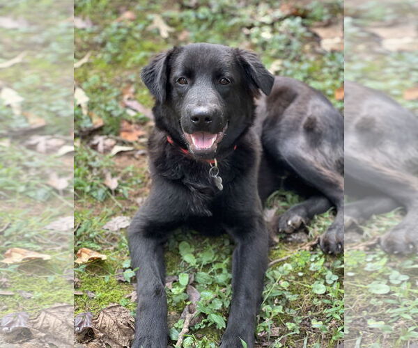 Medium Photo #3 Borador Puppy For Sale in Lakemont, GA, USA