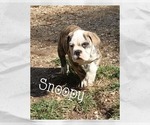 Puppy Snoopy Olde English Bulldogge