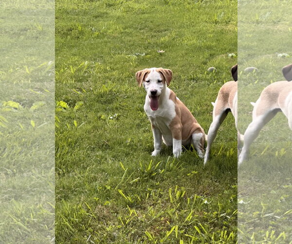 Medium Photo #2 Beagle-Unknown Mix Puppy For Sale in Ball Ground, GA, USA