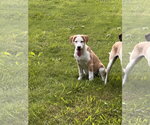 Small #1 Beagle Mix