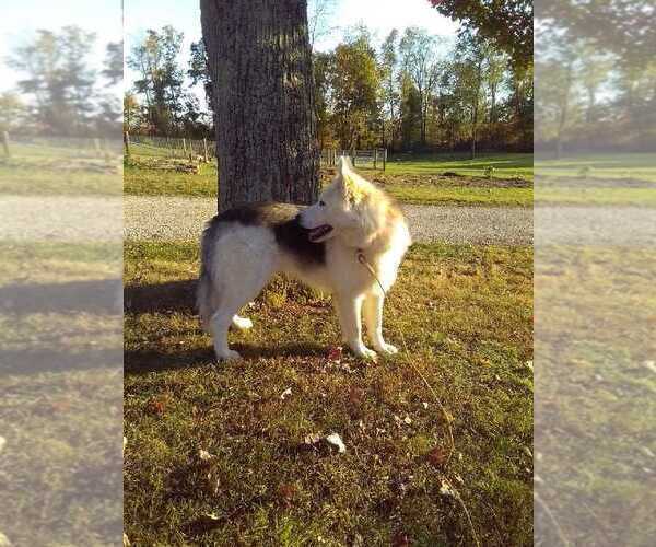Medium Photo #2 German Shepherd Dog-Siberian Husky Mix Puppy For Sale in HOLMESVILLE, OH, USA