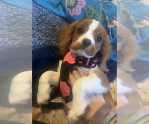 Cavalier King Charles Spaniel Puppy for sale in HOLLYWOOD, CA, USA