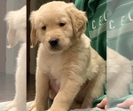 Small Photo #2 Golden Retriever Puppy For Sale in FERNDALE, WA, USA
