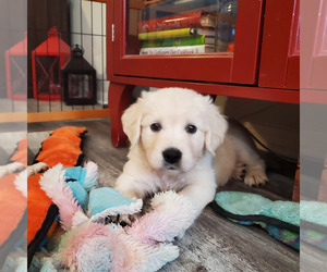 Golden Retriever Puppy for sale in DECKER PR, TX, USA
