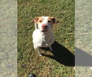 Labsky Dogs for adoption in Grovetown, GA, USA