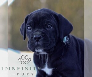 Cane Corso Puppy for sale in GAP, PA, USA