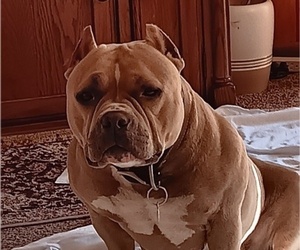 Mother of the American Bully puppies born on 08/06/2025