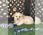 Bronson - Male Havanese Puppy for Sale - Photo #2