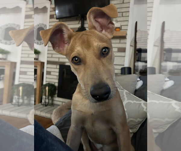 Medium Photo #2 Shepradors Puppy For Sale in Polson, MT, USA